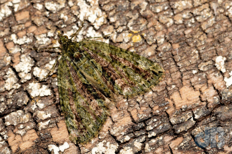 Red-green Carpet (Chloroclysta siterata)