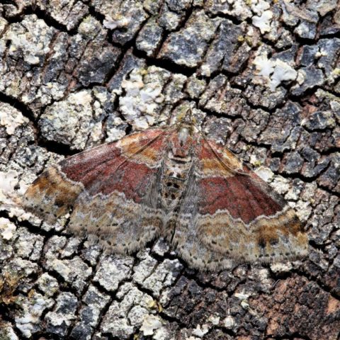 Red Twin-spot Carpet