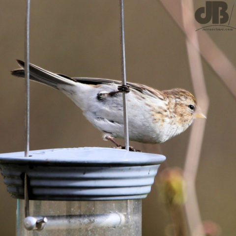 Redpoll Goldpoll