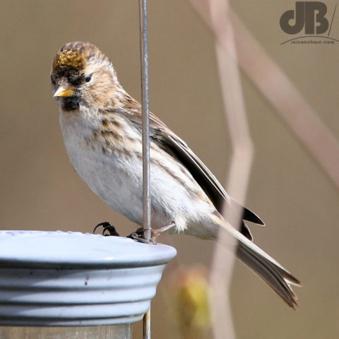 Redpoll Goldpoll