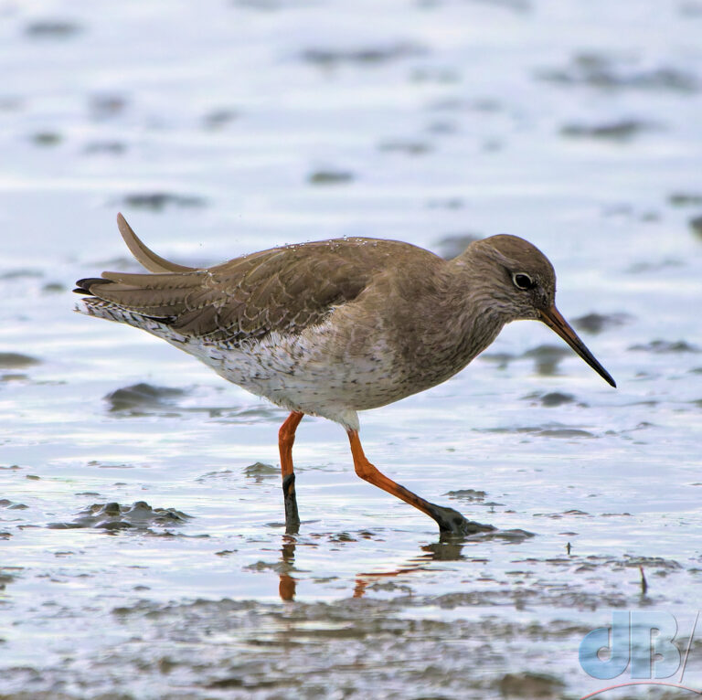 Redshank