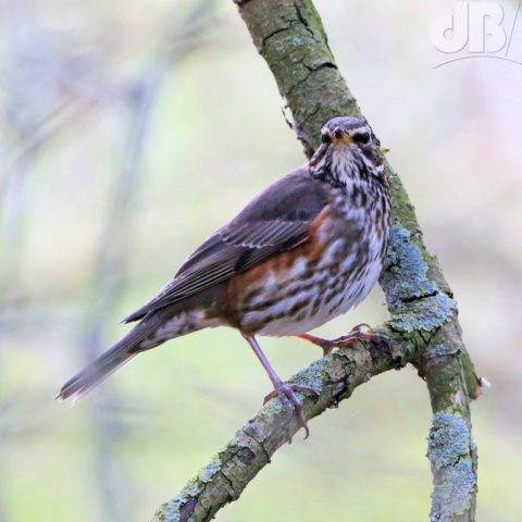 Redwing