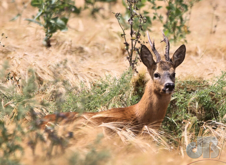 Roe Deer, Long Drove, Cottenham