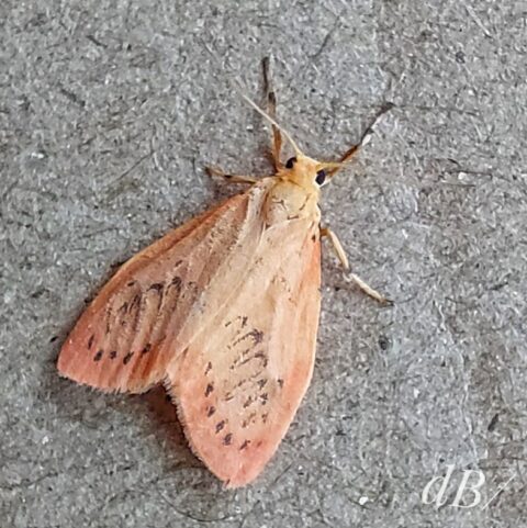 Rosy Footman