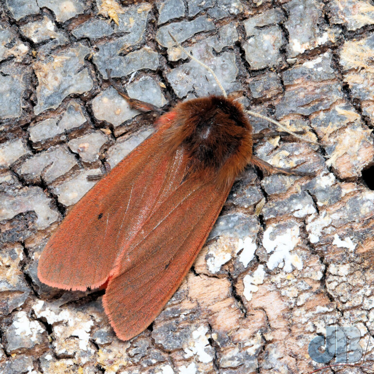 Ruby Tiger moth