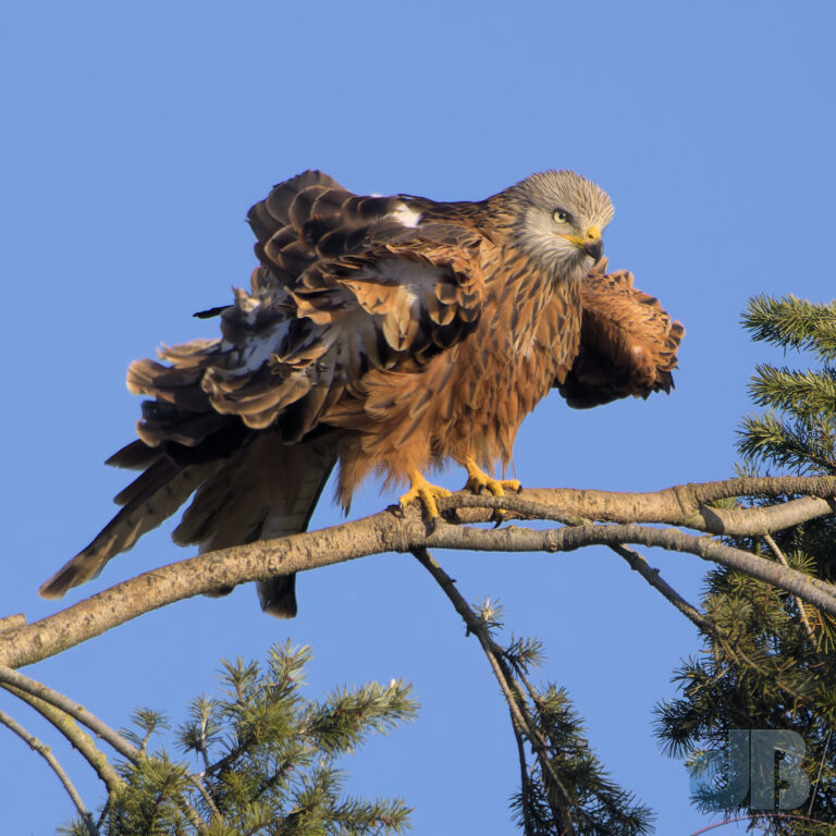 Red Kite ruffling its feathers