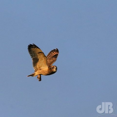 Short-eared Owl with prey, Burwell