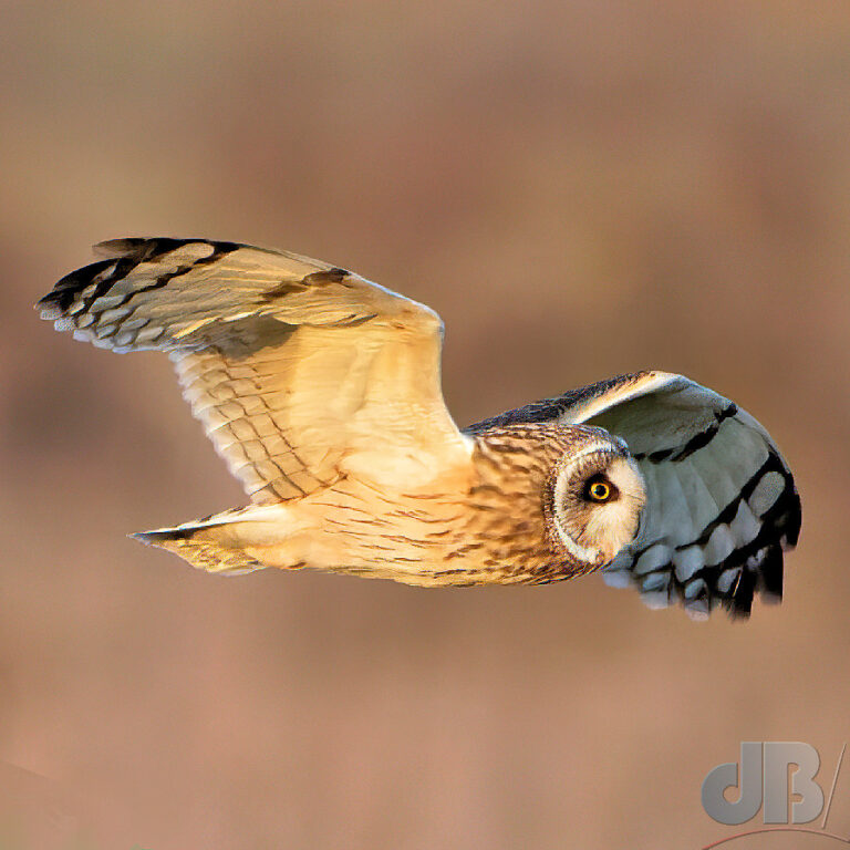 Short-eared Owl, NT Burwell Fen