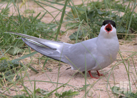 Female Arctic Tern