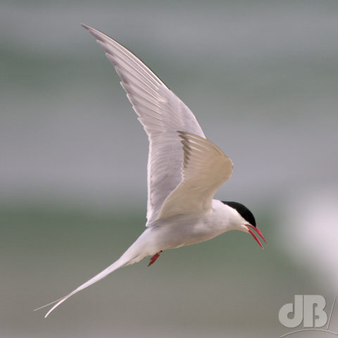 Male Arctic Tern - Sterna paradisaea - The "Sea Swallow"