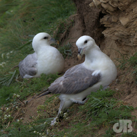 Fulmar