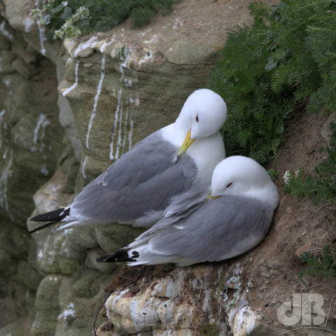 Kittiwake