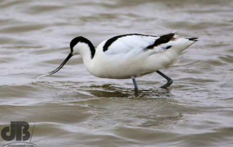 Avocet