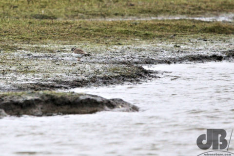 Ringed Plover