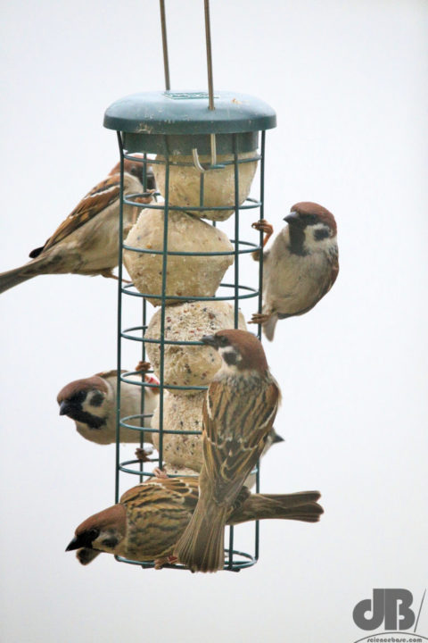 Tree Sparrows at RSPB Saltmarsh
