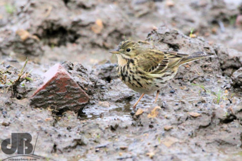 Meadow Pipit