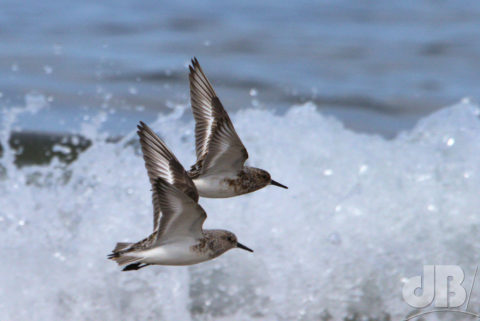 Sanderlings in flight