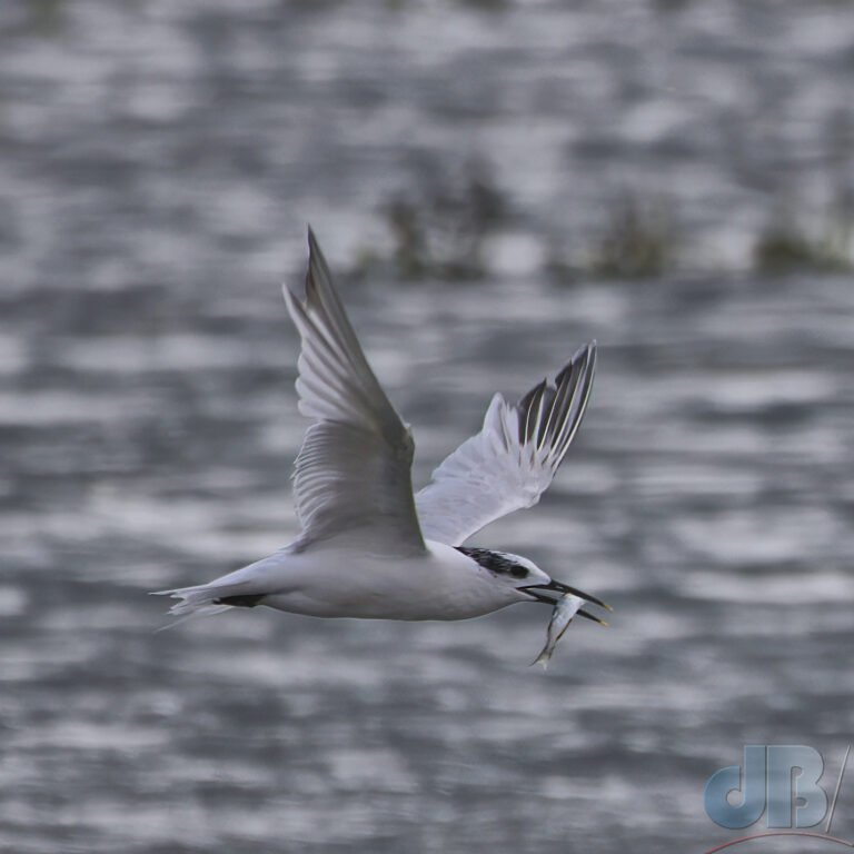 Sandwich Tern with fish