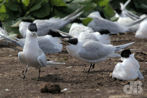 Argumentative Sandwich Terns