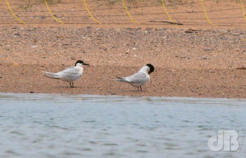 Sandwich Terns