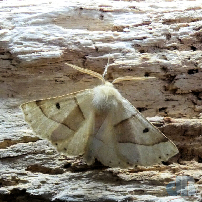 Focus stacked image of Scalloped Oak moth