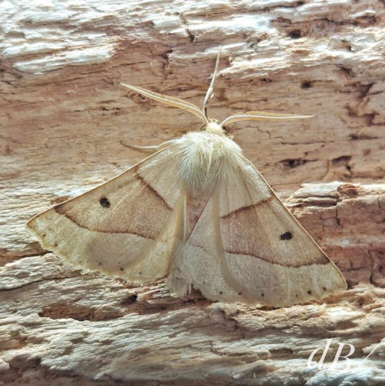 Scalloped Oak moth using Samsung A52s phone camera