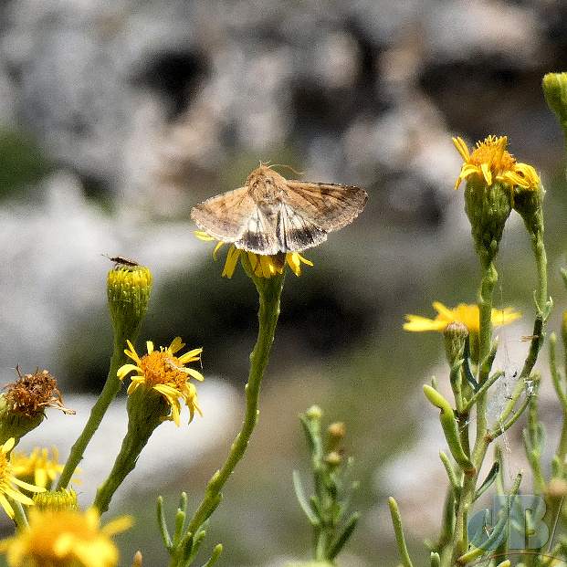 Cotton Bollworm moth, known as Scarce Bordered Straw in the UK