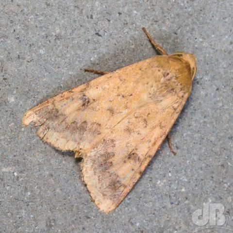 Scarce Bordered Straw