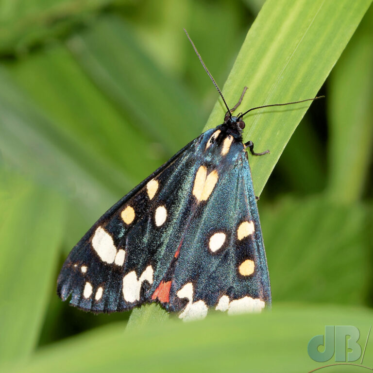 Scarlet Tiger, moth