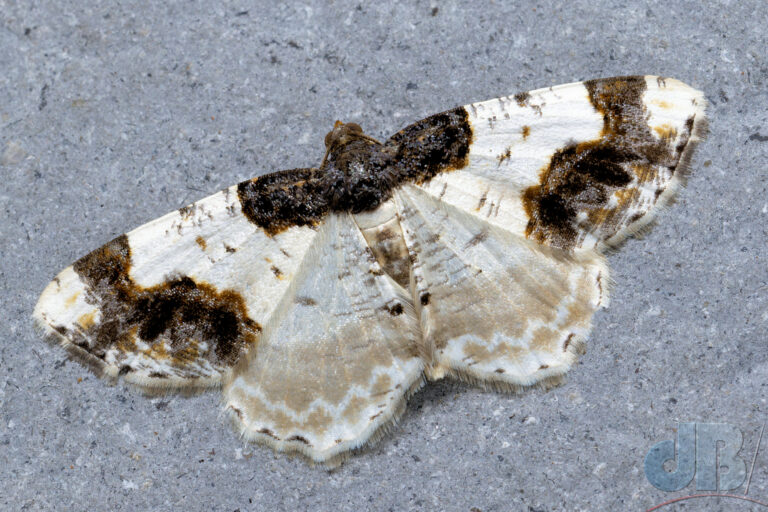 Scorched Carpet moth