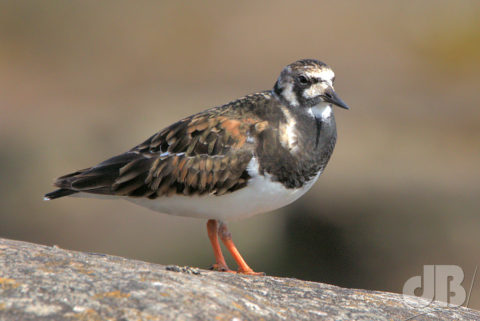 Turnstone, Seahouses