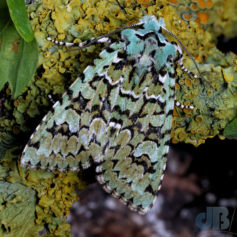 Merveille du Jour moth on lichen-encrusted oak twig