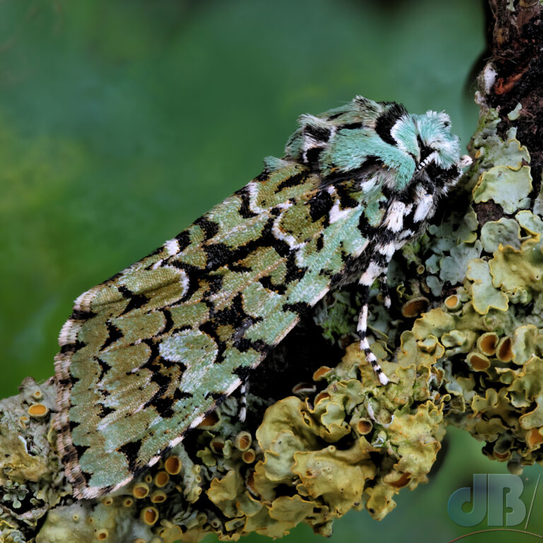 Merveille du Jour moth