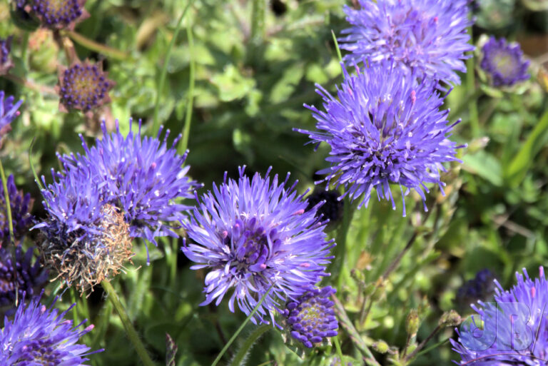 Sheep's Bit, Jasione montana