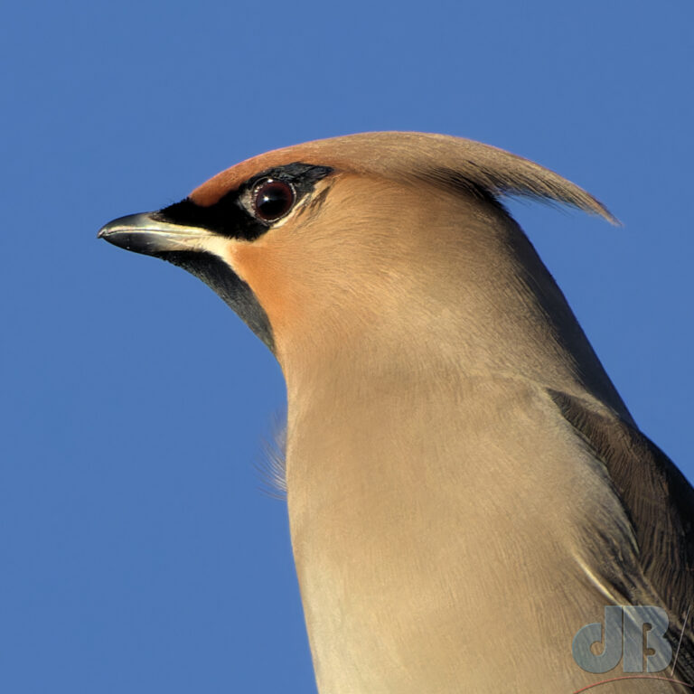 Zoomed in and cropped Waxwing headshot