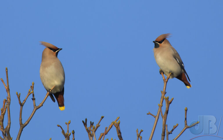 Two of around 11 Waxwings glowering at birders from high perches