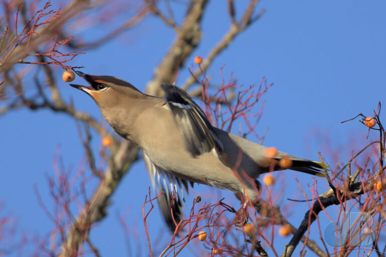 Waxwing lunging for one of the last rowan berries on the tree