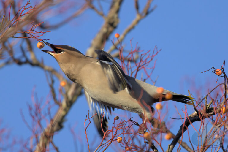 Waxwing