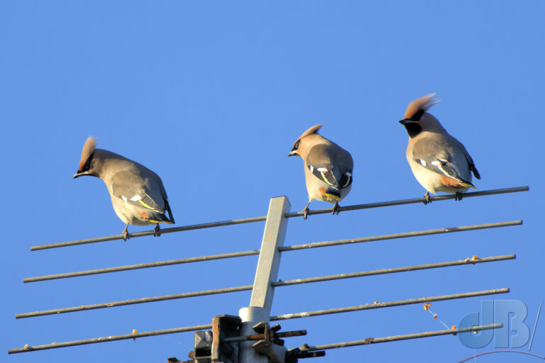 Waxwings posing whimsically as musical notes on a stave, perhaps