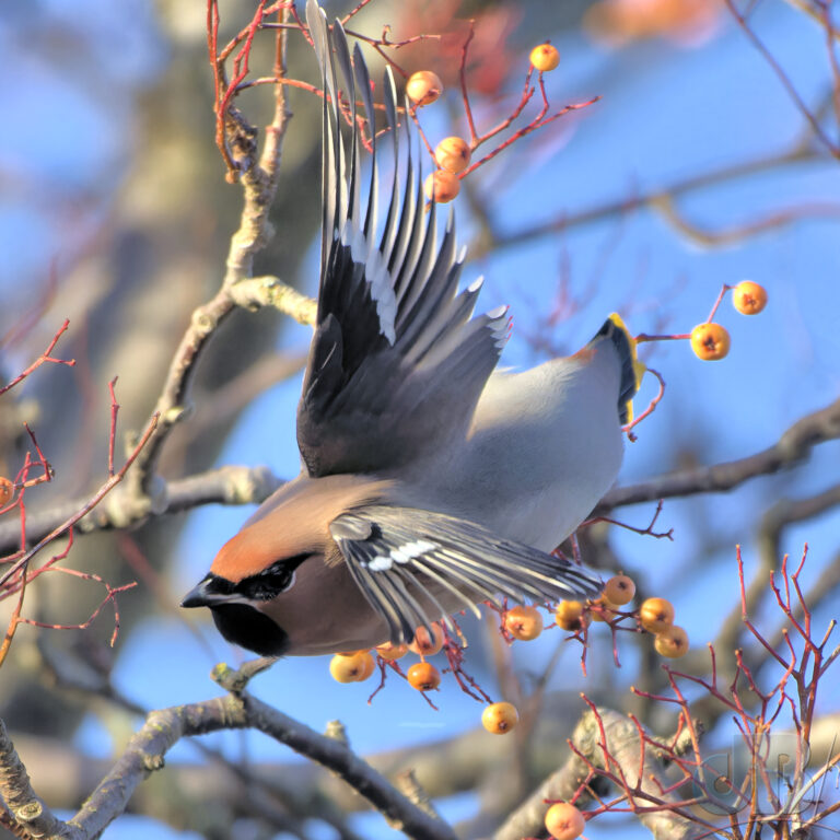 Waxwing in flight. Had to push the levels hard to get a photo out of this one as it was very underexposed in the shadows
