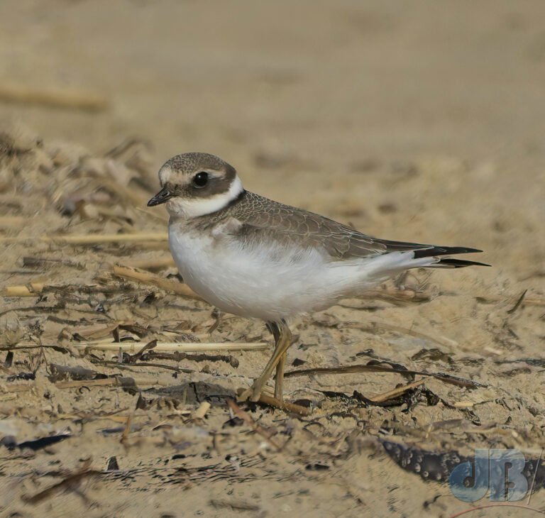 Ringed Plover, Shell Bay