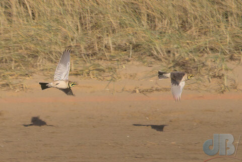 Shorelarks in flight, Holkham Gap