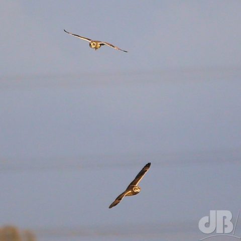 Two Short-eared Owls, NT Burwell Fen, 10 Nov 19