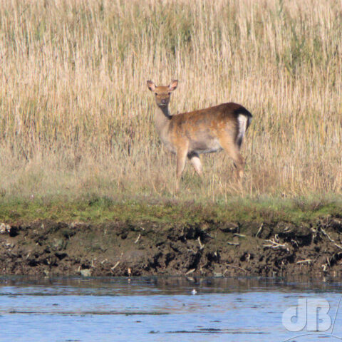 Sika Deer