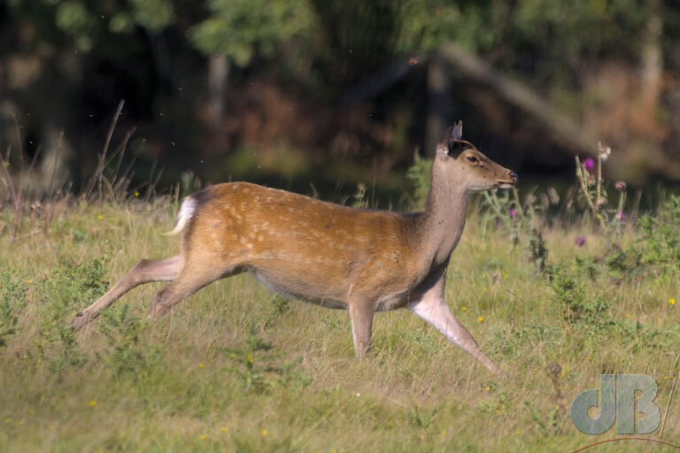 Sika Doe, RSPB Arne