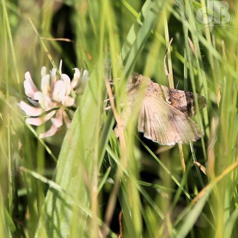 Silver Y feeding on and pollinating wildflowers along the Norfolk coastal path at dusk.