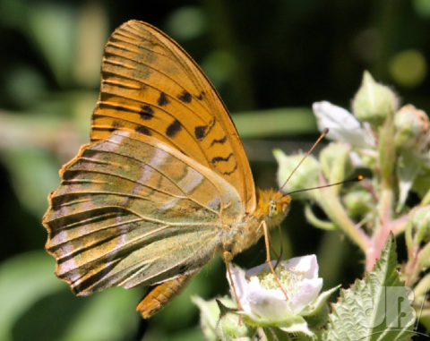 Silver-washed Fritillary