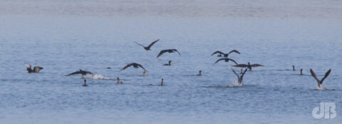 Phalacrocorax carbo sinensis