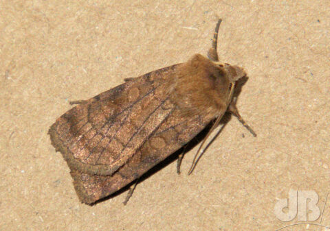 Six-striped Rustic