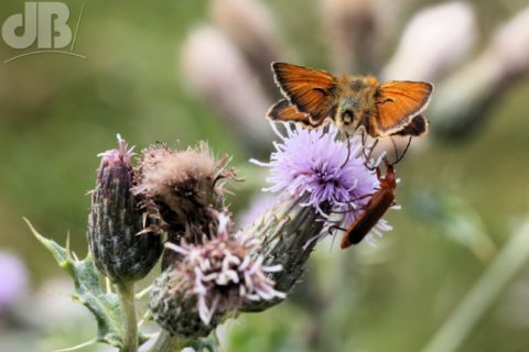 Large Skipper butterfly